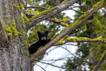 An American black bear cub resting in a tree - obrazy, fototapety, plakaty