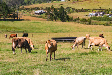 Naklejka na ściany i meble Rural scene. Green hills and herd of cows in a sunny summer day