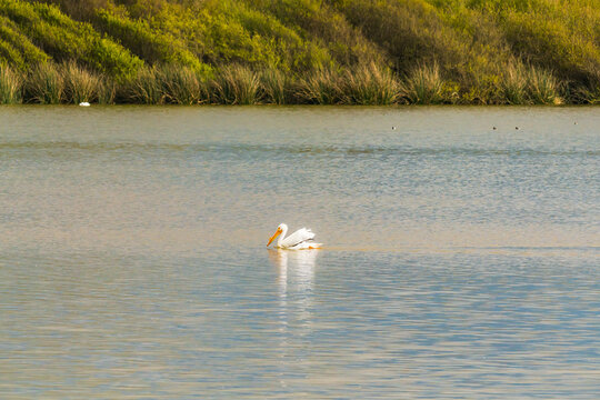 Lake and white pelican floating on water at the middle of the lake. Rushes and marsh plants at the ege of the lake on background.