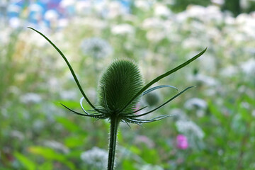 close up a green teasel before the flowers bloom in a summer meadow