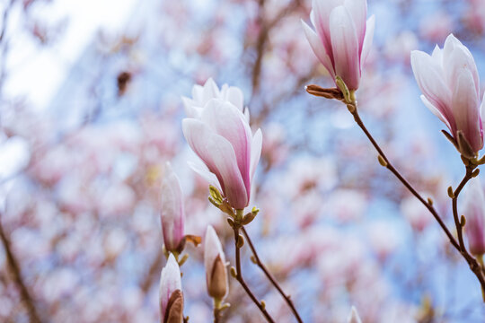 Blooming magnolia tree in spring on pastel bokeh blue sky and pink background