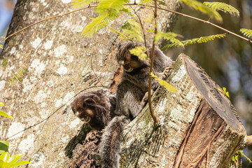 Wied's marmoset (Callithrix kuhlii), also known as Wied's black-tufted-ear marmoset are the smallest primate monkeys on earth