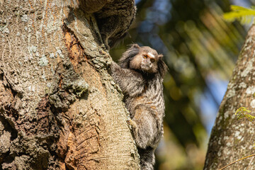 Wied&rsquo;s marmoset (Callithrix kuhlii), also known as Wied&rsquo;s black-tufted-ear marmoset are the smallest primate monkeys on earth