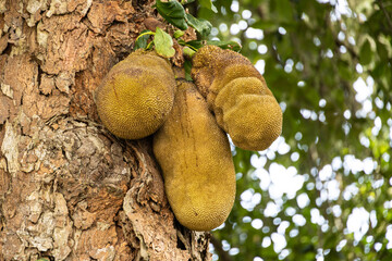 The fruits of the jackfruit tree (Artocarpus heterophyllus) or jack tree ripened on the trunk