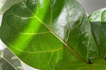 Ficus lyrato bambino leaf close-up. Green abstract culture, Home plants for air purification in home environment. natural background, tropical leaves