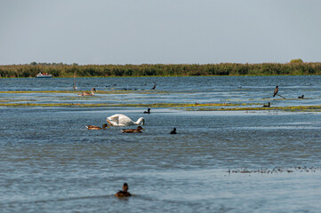 delta du Danube