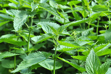 Dioecious nettle (Urtica dioica) grows in nature