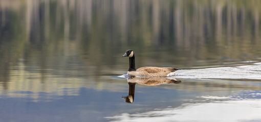 Canadian Goose. Portrait of a canadian goose branta goose on a lake