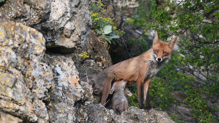 Red fox Vulpes vulpes in the wild