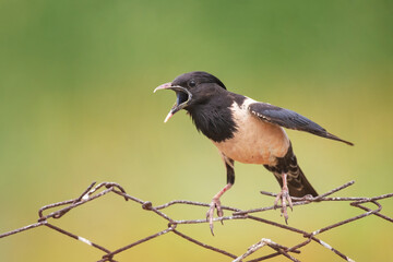 Rosy starling pastor roseus. A bird on a beautiful green background, with an open beak