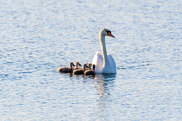 White mother swan swimming with little chicks
