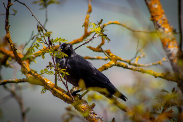 Bird in Tree
