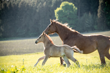 Quarter Horse Fohlen