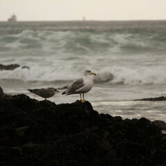 Gaivota de Matosinhos