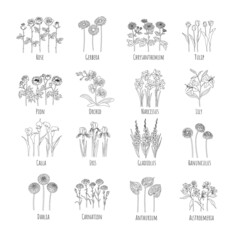 Set of main flowers: Rose, Gerbera, Chrysanthemum, Tulip, Pion, Orchid, Narcissus, Lily, Calla, Iris, Gladiolus, Ranunculus, Dahlia, Carnation, Anthurium, Alstroemeria. Line graphics