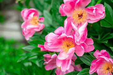 Non-double peony pink with yellow middle flowering in spring.