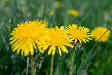 Dandelions in the grass. Spring flowering. Yellow dandelions. Spring. selective focus