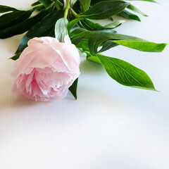 Bellissimi fiori di peonie rosa isolati su sfondo bianco.