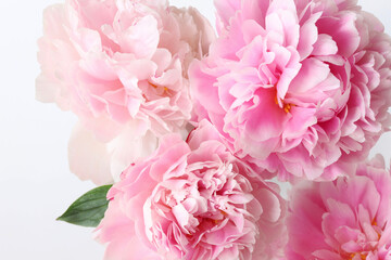 Bellissimi fiori di peonie rosa isolati su sfondo bianco.