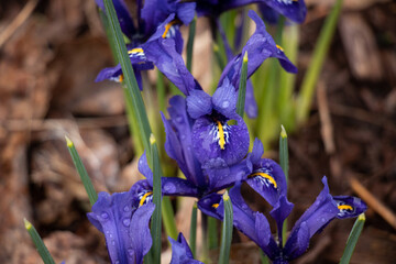 Blue and Purple Iris Flowers with Dew on their Petals