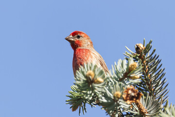 House Finch perched on a pine tree. Captured in Richmond Hill, Ontario, Canada.