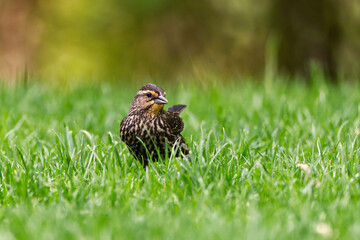 Naklejka na ściany i meble Female Red-Winged Blackbird in the grass. Captured in Richmond Hill, Ontario, Canada.