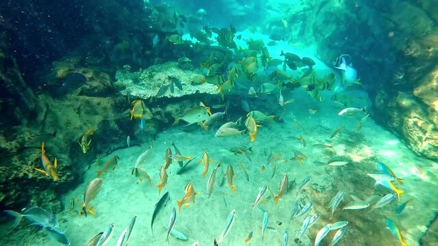 An underwater video of a , Sardine and Lookdown fish swimming among the rock and coral reef.