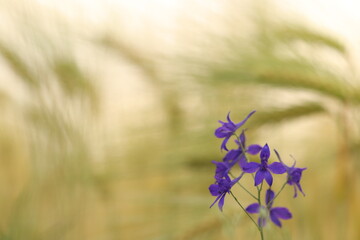 fiori viola in un campo di grano