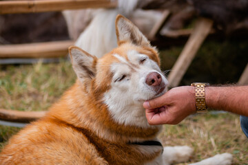 Man hand stroking cute red siberian husky dog at park - close up. Animal, care, pet, friendship concept © zyabich
