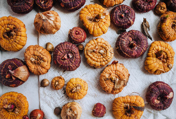Many round bulbs of the gladiolus flower lies on a white background. Photography of plants.