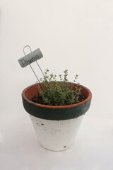 Fresh Green Thyme Plant in Painted Terracota Pot with Thyme Stake on White Background