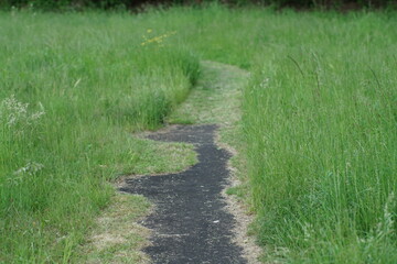 Weg oder Pfad durch eine Wiese mit hohem grünem Gras in sehr schöner Ausprägung