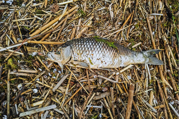 Dead big fish carp, thrown ashore, the ocean lies and rots against the background of reeds and...