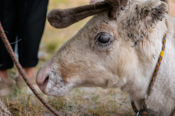 Portrait of sad white siberian deer lying and resting at farm, zoo - close up side view. Summer time, daylight. Farming, agriculture industry, livestock and animal husbandry concept