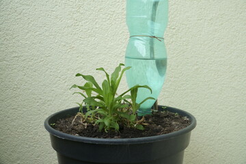 Potted plants watering system using a PET bottle. A single green growing plant sample in a plastic...