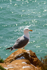 möwe genießt das meer