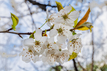 Flowering apple tree with white flowers