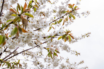 Flowering apple tree with white flowers