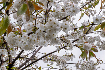 Flowering apple tree with white flowers