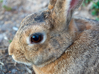 Close-up portrait of a cute little rabbit. Selective focus, pet