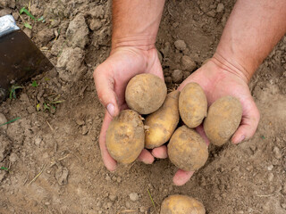 Close-up of fresh large potatoes dug out of the ground in men's hands. The concept of harvesting. A fruitful year. Top view, flat lay