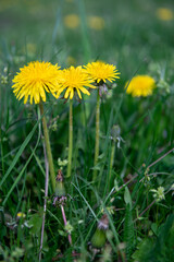 Dandelions in the grass. Spring flowering. Yellow dandelions. Spring. selective focus