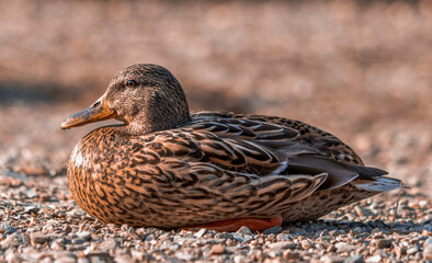 mallard duck on the lake