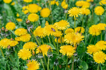 Dandelions in the grass. Spring flowering. Yellow dandelions. Spring. selective focus