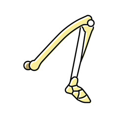 leg bone color icon vector illustration