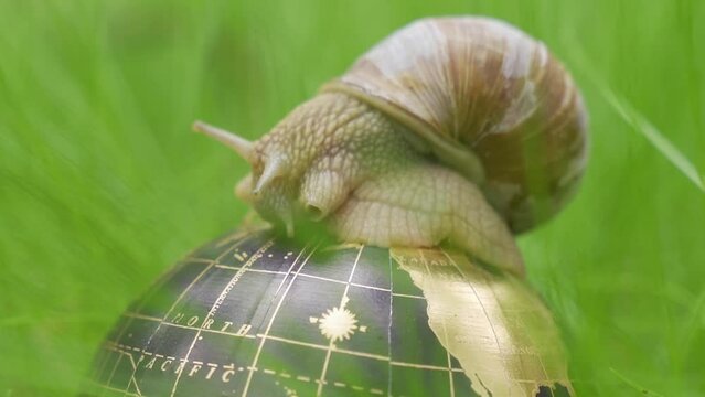 Ecological concept. In the grass there is a globe on which the snail moves. Close up
