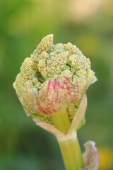 Główka rozkwitającego się kwiatu rabarbaru