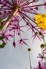 Low angle image of purple flower head