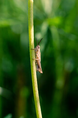 Little brown grasshopper on a flower stem