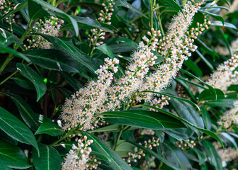 Flowering spring bush. tree branch with leaves